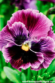 Image result for Viola wittrockiana