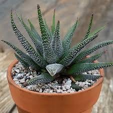 Image result for Haworthia mix