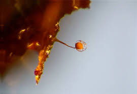 Attēlu rezultāti vaicājumam “Cribraria argillacea sessile”