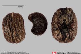 Attēlu rezultāti vaicājumam “Galium rivale fruit”