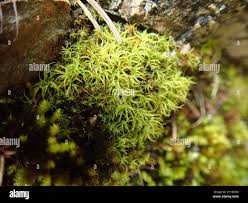 Attēlu rezultāti vaicājumam “Tortella tortuosa”