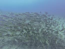 Image result for Pomadasys incisus