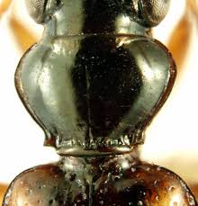 Attēlu rezultāti vaicājumam “Bembidion quadrimaculatum”