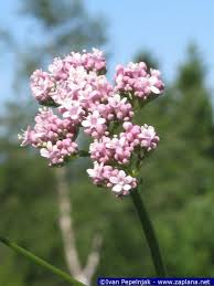 Attēlu rezultāti vaicājumam “Valerianaceae”