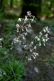 Attēlu rezultāti vaicājumam “Silene nutans flower”