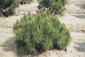 Attēlu rezultāti vaicājumam “Pinus mugo”