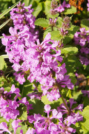 Attēlu rezultāti vaicājumam “Stachys sylvatica flower”