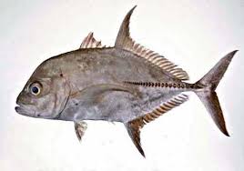 Image result for Caranx lugubris