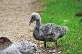 Attēlu rezultāti vaicājumam “Cygnus atratus”