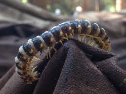 Attēlu rezultāti vaicājumam “Mycosphaerella millegrana”