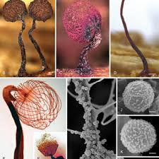 Attēlu rezultāti vaicājumam “Badhamia bethelii stalked”