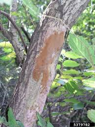 Attēlu rezultāti vaicājumam “Phellinus ferruginosus”