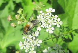 Attēlu rezultāti vaicājumam “Leucozona lucorum”