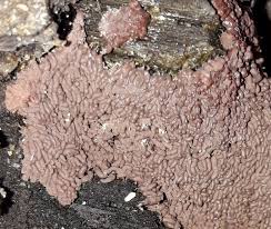 Attēlu rezultāti vaicājumam “Arcyria imperialis stalked”