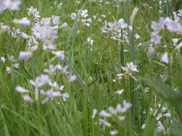 Attēlu rezultāti vaicājumam “Cardamine pratensis leaf”