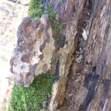 Attēlu rezultāti vaicājumam “Gloeophyllum odoratum”