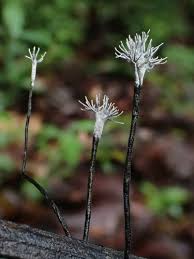 Attēlu rezultāti vaicājumam “Xylaria”