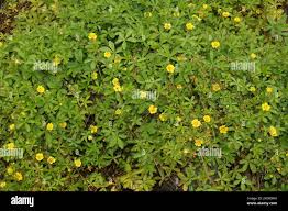 Attēlu rezultāti vaicājumam “Potentilla arenaria leaf”