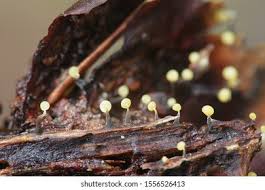 Attēlu rezultāti vaicājumam “Physarum viride macro”