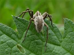 Attēlu rezultāti vaicājumam “Pisaura mirabilis female”