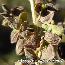 Attēlu rezultāti vaicājumam “Atriplex patula fruit”