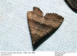 Attēlu rezultāti vaicājumam “Herminia tarsicrinalis”