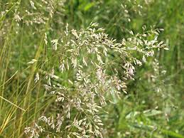Attēlu rezultāti vaicājumam “Poa angustifolia”