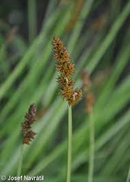 Attēlu rezultāti vaicājumam “Carex vulpina”