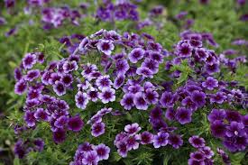 Image result for Phlox drummondii