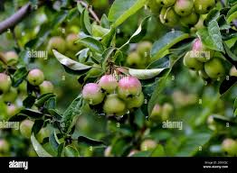 Attēlu rezultāti vaicājumam “Malus x zumi fruit”