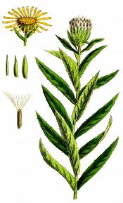 Attēlu rezultāti vaicājumam “Inula salicina leaf”