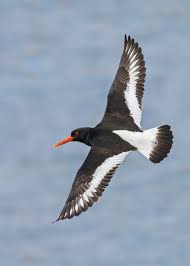 Attēlu rezultāti vaicājumam “Haematopus ostralegus”