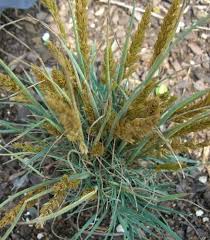 Attēlu rezultāti vaicājumam “Koeleria glauca flower”