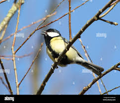Attēlu rezultāti vaicājumam “Parus major male”