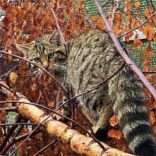 Attēlu rezultāti vaicājumam “Felis silvestris catus juvenile”