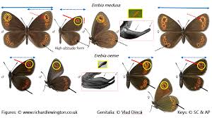 Attēlu rezultāti vaicājumam “Erebia ligea upperside”