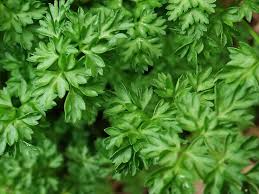 Image result for Kerbel