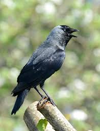 Attēlu rezultāti vaicājumam “Corvus monedula”