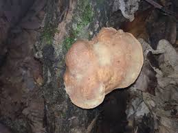 Attēlu rezultāti vaicājumam “Hapalopilus nidulans”