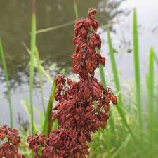 Attēlu rezultāti vaicājumam “Rumex hydrolapathum leaf”