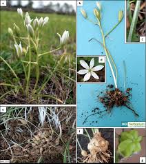 Attēlu rezultāti vaicājumam “Ornithogalum umbellatum flower”
