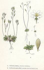 Attēlu rezultāti vaicājumam “Erophila verna”