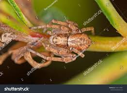 Attēlu rezultāti vaicājumam “Philodromidae”