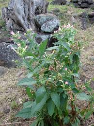 Attēlu rezultāti vaicājumam “Nicotiana tabacum flower”