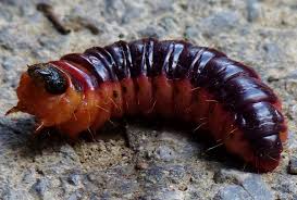 Attēlu rezultāti vaicājumam “Cossus cossus”