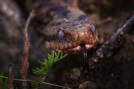 Attēlu rezultāti vaicājumam “Vipera berus”