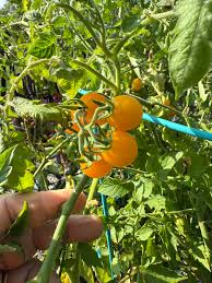 Afbeeldingsresultaat voor broad ripple yellow currant tomato