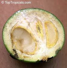 Attēlu rezultāti vaicājumam “Luzula multiflora fruit”