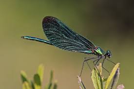 Attēlu rezultāti vaicājumam “Calopteryx virgo male”