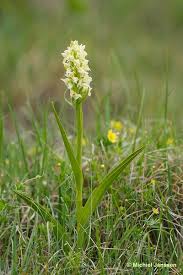 Attēlu rezultāti vaicājumam “Dactylorhiza ochroleuca”